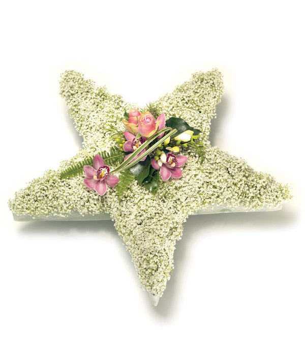 Gypsophila Star